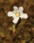 : - Forstera bellidifolia