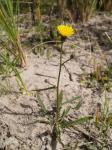 Kreta-Röhrenkraut - Hedypnois rhagadioloides