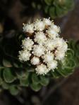 : - Ozothamnus rodwayi