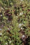 Rundblättriger Steinbrech - Saxifraga rotundifolia