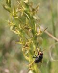 : - Prasophyllum incorrectum
