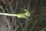 : - Pterostylis decurva