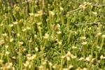 : - Mniarum biflorum