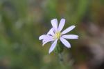 : - Vittadinia muelleri