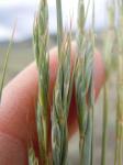 : - Elymus albicans