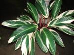 : - Ctenanthe oppenheimiana