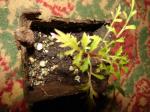 : - Bidens wiebkei