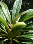 : - Clermontia arborescens subsp. waihiae