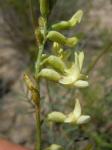 : - Astragalus curvicarpus