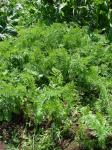 Mohrrübe - Daucus carota subsp. sativus