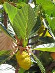 : - Artocarpus nitidus subsp. lingnanensis