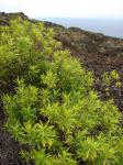 : - Dubautia linearis