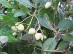 Schwarze Mangrove - Avicennia germinans