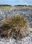 : - Eragrostis amabilis