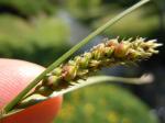 : - Carex lasiocarpa var. americana