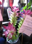 : - Curcuma petiolata