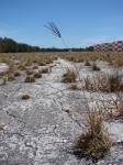 : - Eustachys petraea
