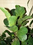 Geigen-Feige - Ficus lyrata