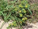 : - Flaveria trinervia
