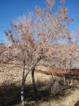 Arizona-Esche - Fraxinus velutina