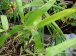 : - Gigantochloa atroviolacea
