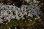 Porzellansternchen - Houstonia caerulea