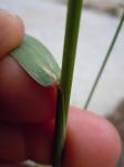 : - Elymus glaucus