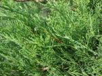Sadebaum - Juniperus sabina