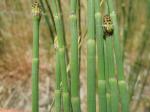 : - Equisetum laevigatum