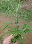 Chinesisches Mutterkraut - Leonurus japonicus