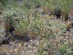 : - Antennaria microphylla