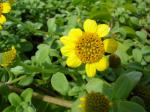 : - Melanthera integrifolia