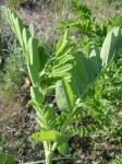Kicher-Tragant - Astragalus cicer