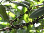 : - Myrsine floridana