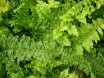 Aufrechter Schwertfarn - Nephrolepis exaltata