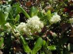 : - Ceanothus velutinus