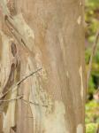Pimentpflanze - Pimenta dioica