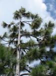 : - Pinus elliottii