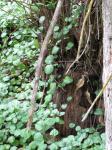 Harfenstrauch - Plectranthus verticillatus
