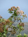 : - Pluchea carolinensis