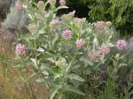 Schöne Seidenpflanze - Asclepias speciosa