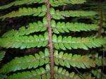 : - Polystichum haleakalense