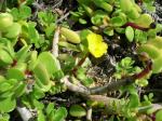 : - Portulaca lutea