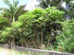 : - Schefflera polybotrya