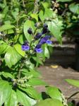 : - Scutellaria javanica