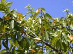 : - Sideroxylon persimile
