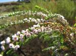 : - Thryptomene saxicola