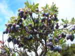 :-Vaccinium reticulatum