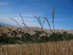 : - Melica californica