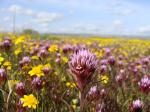 :-Castilleja densiflora